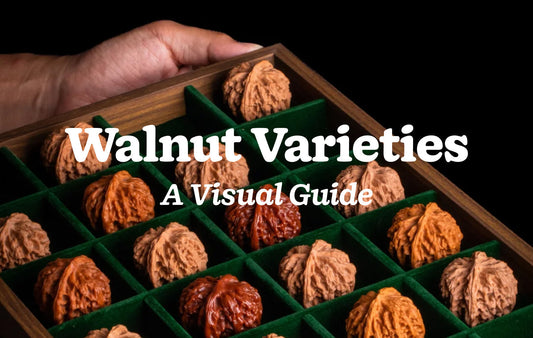 The Collection: A Visual Guide to Walnut Varieties & Aesthetics