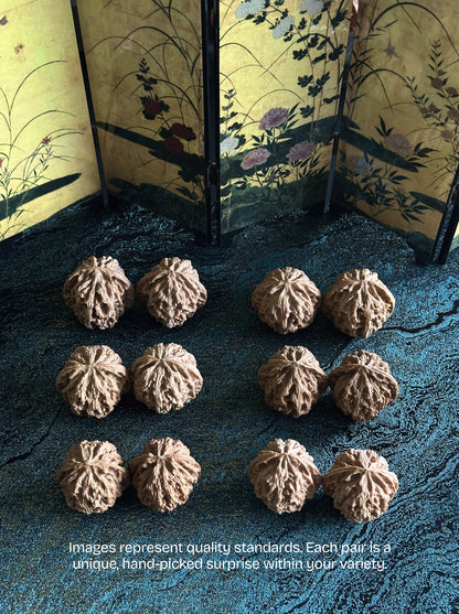 Apple Garden Wenwan Walnut