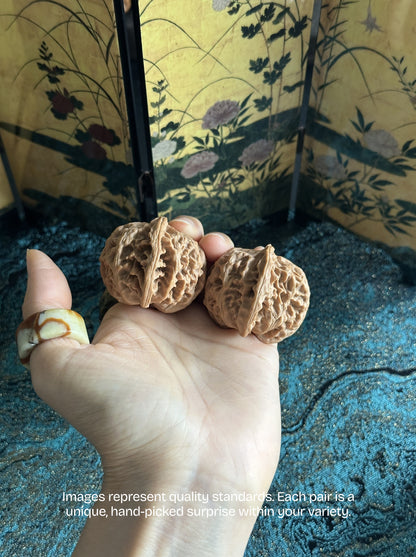 Apple Garden Wenwan Walnut