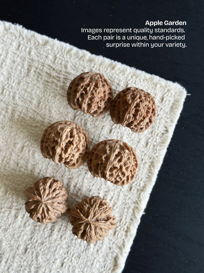 Apple Garden Wenwan Walnut