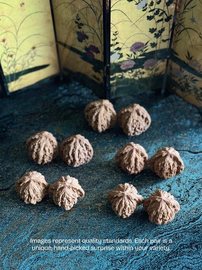 Wheat-Ear Tiger Head Wenwan Walnut