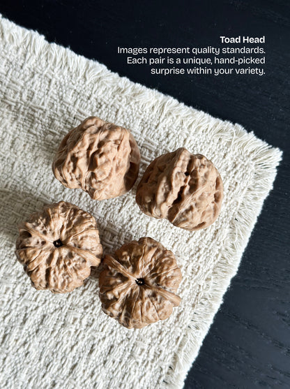 Toad Head Walnut
