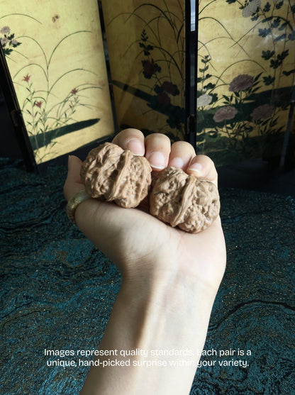 Toad Head Walnut
