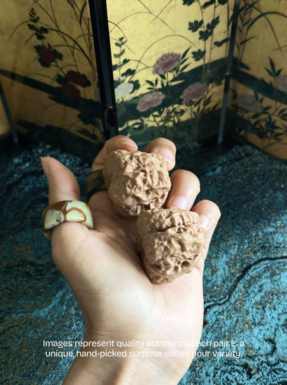 Toad Head Wenwan Walnut