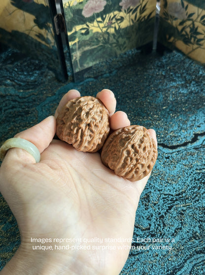 White Lion Walnut